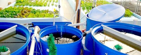 Aquaponia: Agricultura Sustentável com Peixes e Plantas