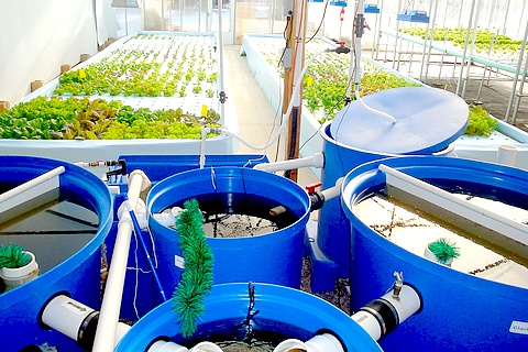 Aquaponia: Agricultura Sustentável com Peixes e Plantas