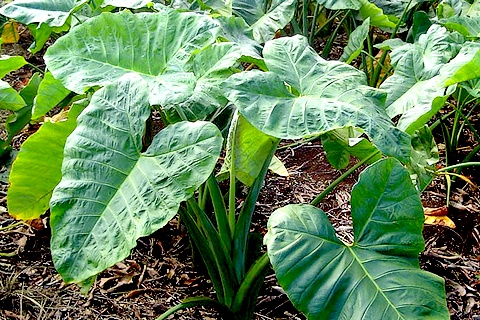 Cardápio Sustentável Usando PANCs