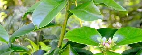 PANCs Comestíveis e Seus Benefícios