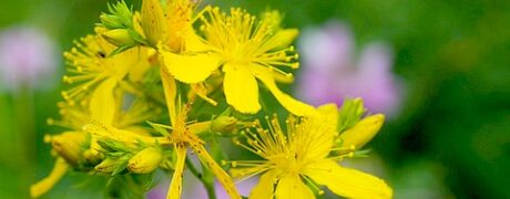 Plantas Medicinais Brasileiras