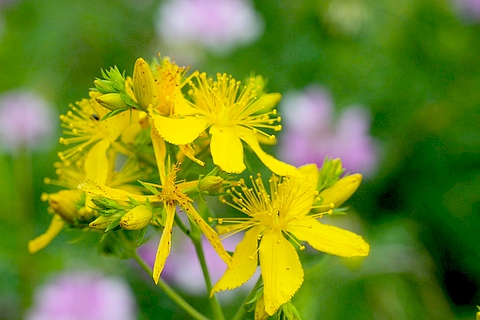 Plantas Medicinais Brasileiras